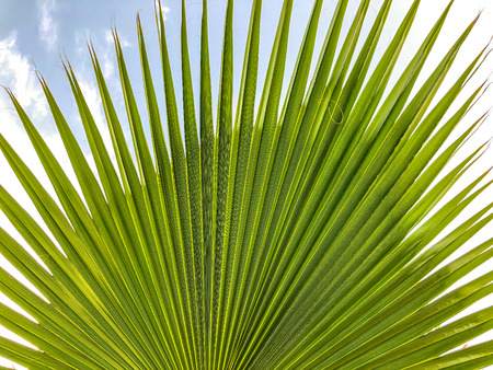 Close up of a tropical palm tree. Abstract palm texture for nature background.