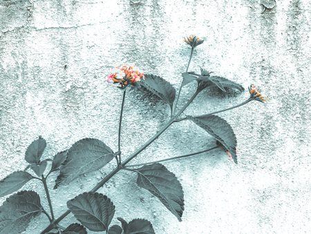 Wall of stone with spring flowers in the park. Close up shot.の写真素材