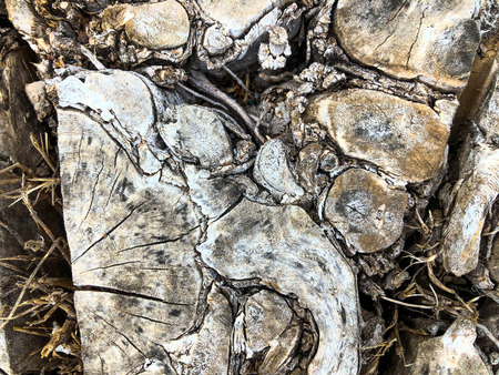 An old stump. Brown wood texture background with annual rings of old tree showing growth rings. Close-upの写真素材