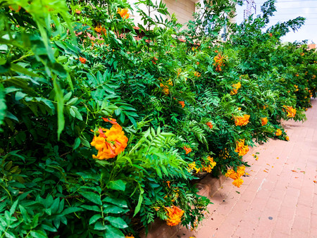 Spring flowers in Israel. Close up shot.