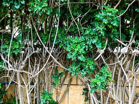 Fence of stone and bars with spring bushes in the park. Close up shot