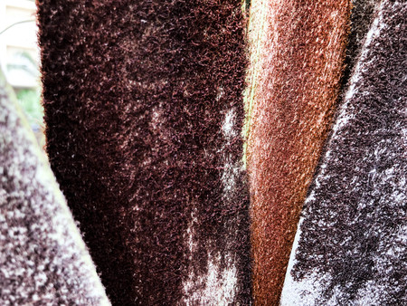 Close up of a tropical palm tree. Abstract palm texture for nature background
