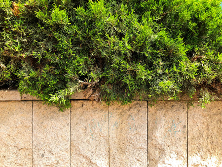 Above the stone fence are beautiful green leaves. Close up shot