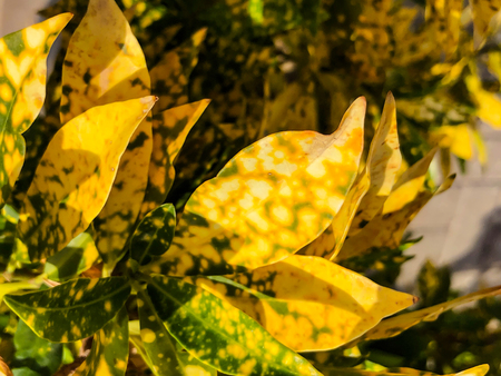 Golden colored leaves in Israel. Close up shot