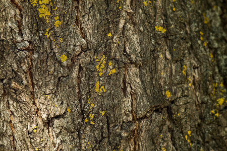 Bark of tree. Abstract background for design. Close-up.