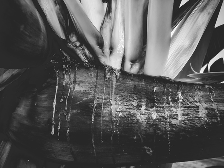 Close up of a tropical palm tree. Abstract palm texture for nature backgroundの写真素材