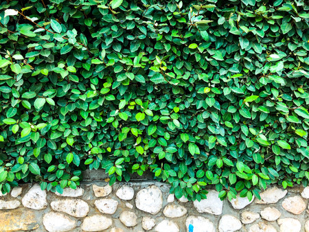 Above the stone fence are beautiful green leaves. Close up shot