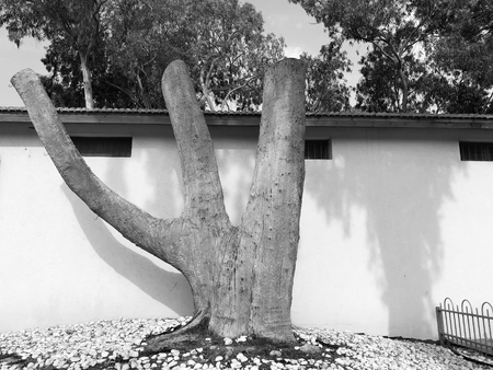 Cut tree against the backdrop of a small building in the park.