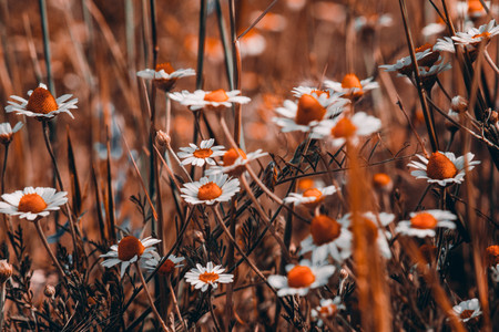 Camomile flower background. Fresh flowers of daisies in the garden. Bloom. Blooming fieldの写真素材
