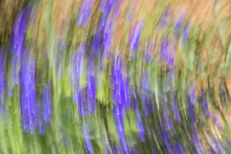 Abstract motion blur effect. Spring blurred flowersの写真素材