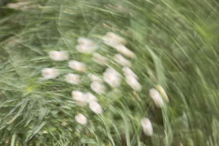 Abstract motion blur effect. Spring blurred flowersの写真素材