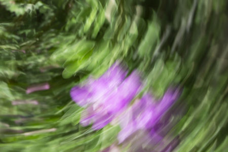 Abstract motion blur effect. Spring blurred flowers