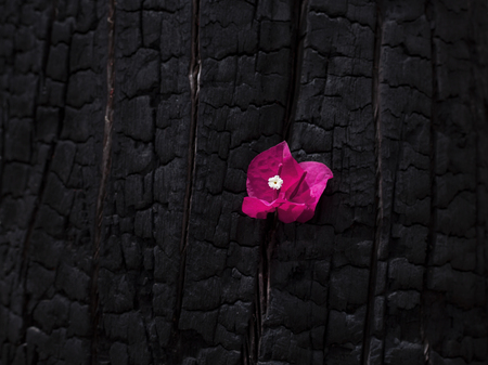 Pink flower on a burnt tree close up.の写真素材