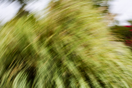 Spring blurred leaves. Abstract motion blur effect.の写真素材