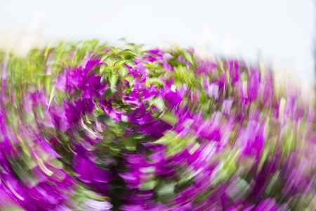 Abstract motion blur effect. Spring blurred flowersの写真素材