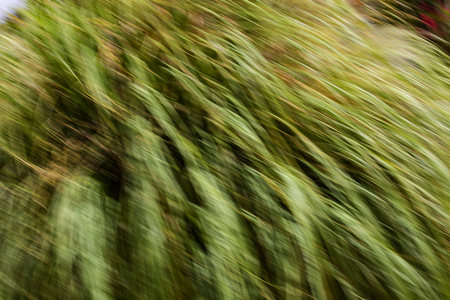 Spring blurred leaves. Abstract motion blur effect.の写真素材