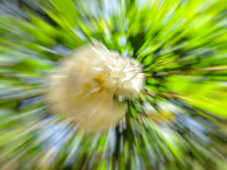 Spring blurred flowers. Abstract motion blur effectの写真素材