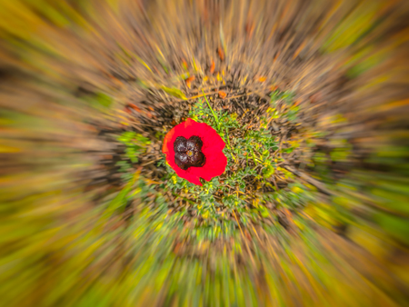 Spring blurred flowers. Abstract motion blur effectの写真素材