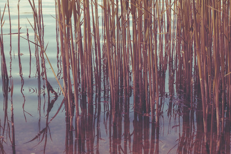 Reeds against the background of a close-up of the river.の写真素材