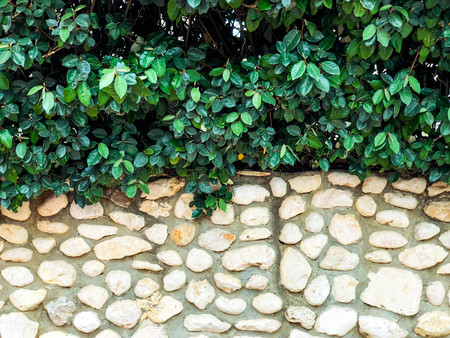 Above the stone fence are beautiful green leaves. Close up shot