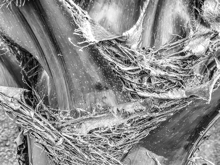 Close up of a tropical palm tree. Abstract palm texture for nature background.の写真素材