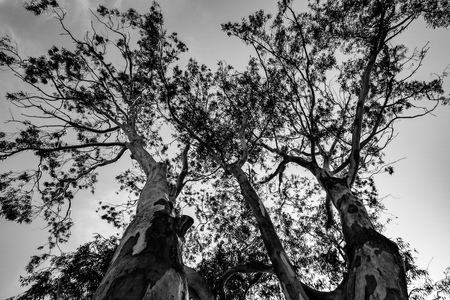 Beautiful old tree in the park. View from the bottom to the top.の写真素材