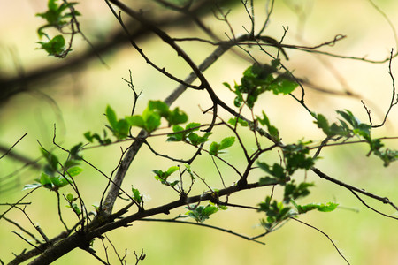 A beautiful background image with an interesting texture, close-up of a tree branch and plenty of space for text.の写真素材