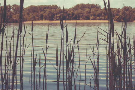 Reeds against the background of a close-up of the river.の写真素材