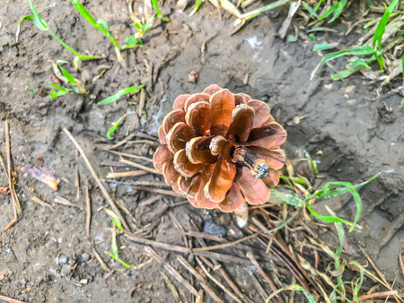 Pine cone fell to the ground from a pine tree. Close up shot.