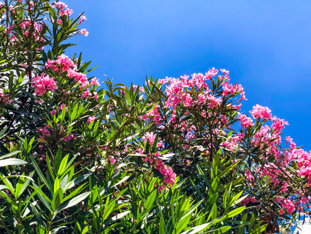 Spring flowers against the skyin Israel. Close up shot