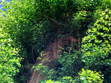 Beautiful green leaves of tree in Israel. Close up shot.の写真素材