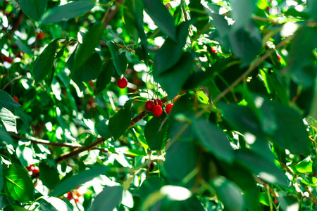 bunch of sour cherries on cherry tree branch.