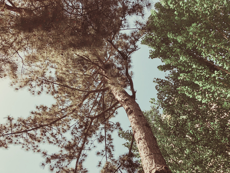 Beautiful pine and blossom trees in the park. View from the bottom to the topの写真素材