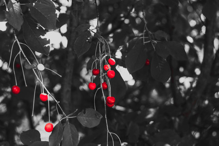 bunch of sour cherries on cherry tree branch.の写真素材