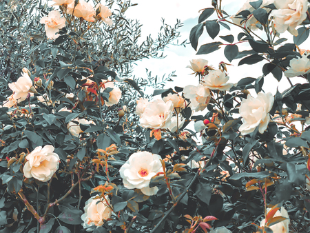 Spring flowers in Israel. Close up shotの写真素材