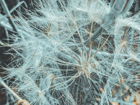 Dandelions in the spring in nature, Israel Macro shot.の写真素材