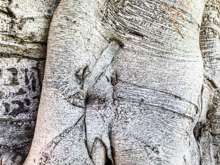 Wooden, nature Texture. Gray abstract background. Close-up.の写真素材