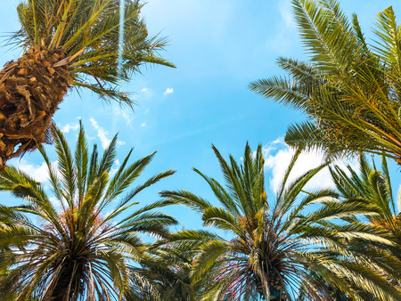 Palm trees against blue sky, Palm trees on tropical coast coconut tree, summer tree
