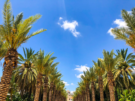 A lot of palm trees in Gan Ha'ir park in Rishon Le Zion, Israel.