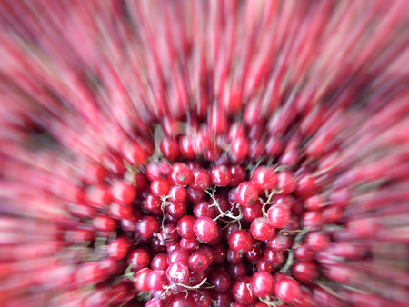 Motion effect fresh and sweet ripe red currant. Fruit, vitamins.  Summer healthy food.