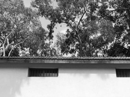 Building against a backdrop of blossom trees in the park.