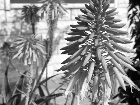 Spring flowers in Israel. Close up shotの写真素材