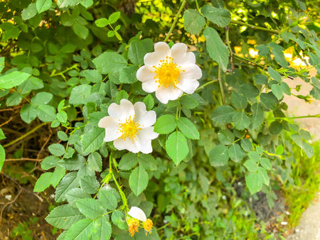 White flowers and green leaves in the yard. Close up shotの写真素材