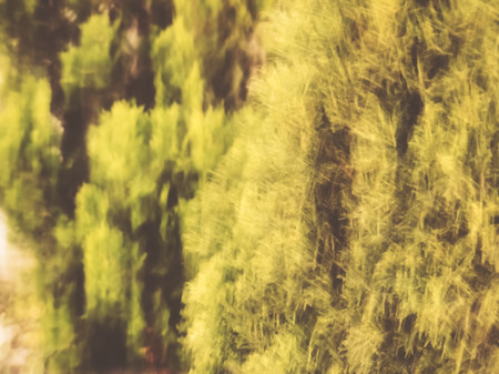 Spring blurred leaves. Abstract motion blur effect.の写真素材