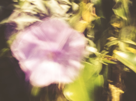 Spring blurred flowers. Abstract motion blur effect.の写真素材