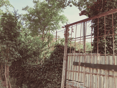 Metal mesh fence with a wicket overgrown with ivy bushes.の写真素材