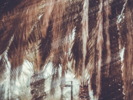 Spring blurred tree. Abstract motion blur effect.の写真素材