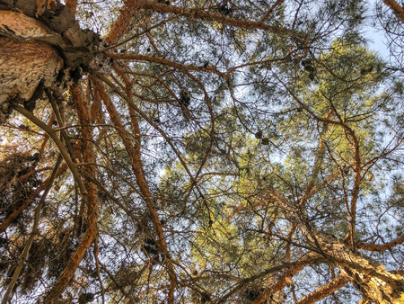 Beautiful old conifers with cones against the sky. View from the bottom to the top.