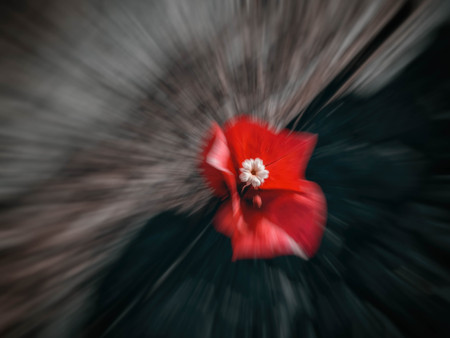 Abstract motion blur effect. Spring blurred flowersの写真素材