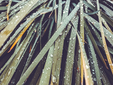 Fresh green grass with dew drops close up. Water driops on the fresh grass after rain. Light morning...